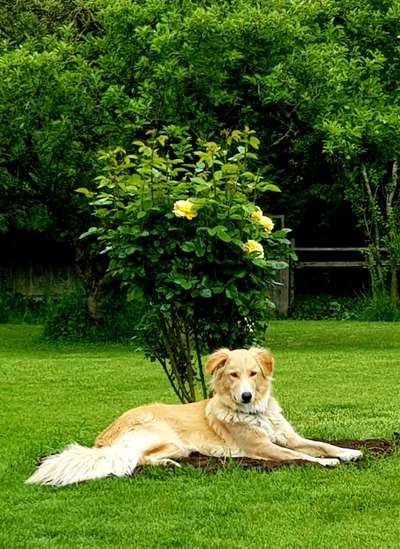Die Dogorama Monats Challenge "Es grünt und blüht"-Beitrag-Bild