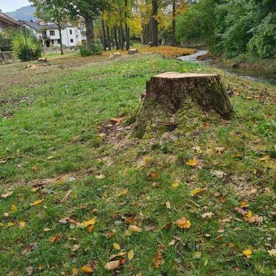 Hundeauslaufgebiet-Kleiner Park-Bild