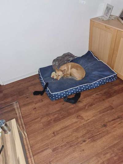 Mehrhundehaltung-Beitrag-Bild