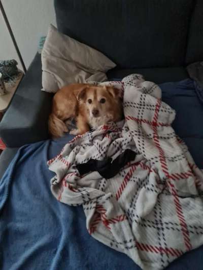 Mehrhundehaltung-Beitrag-Bild