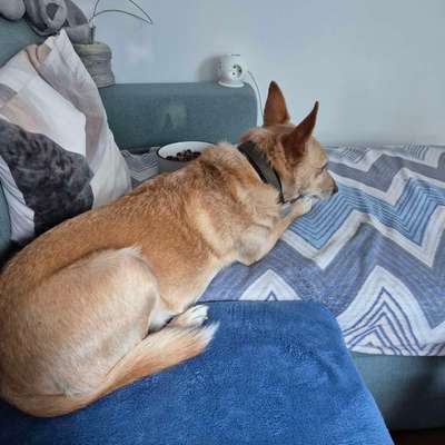 Hundetreffen-Wir sind von Darmstadt in den Westerwald gezogen und suche nun neue Gassi Partner. Aktuell sind wir-Bild