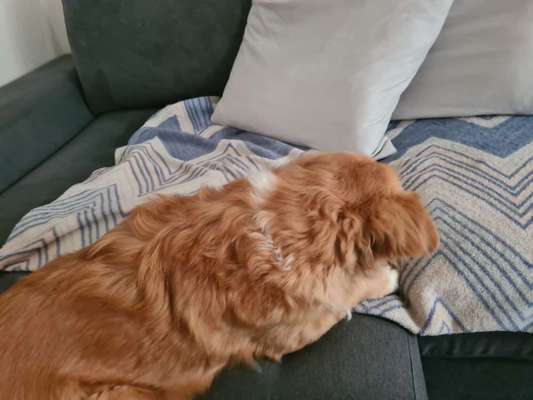 Wo sind die Papillon Besitzer?-Beitrag-Bild