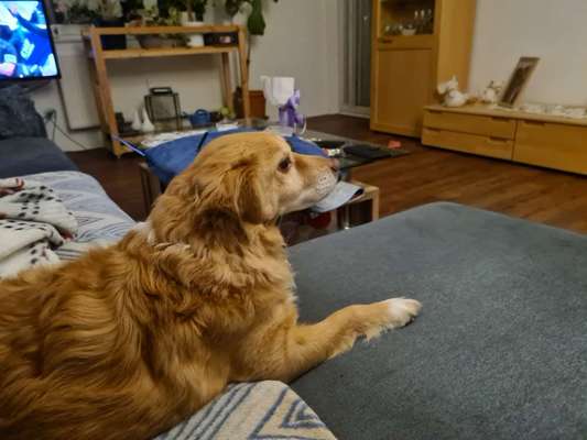 Rhodesian Ridgeback-Beitrag-Bild