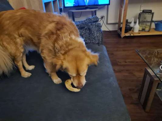 Rhodesian Ridgeback-Beitrag-Bild