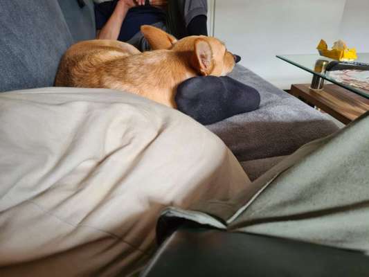 Windhundtreffen - PLZ-Beitrag-Bild