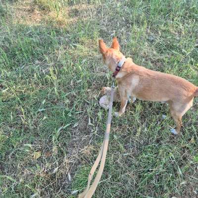 Welches Halsband für Tractive-Beitrag-Bild