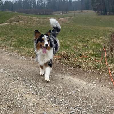 Hundetreffen-Spazierrunde im Zürcher Weinland-Bild