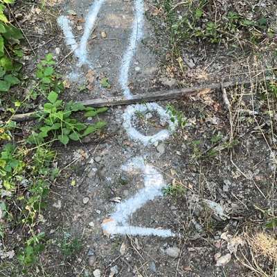 Giftköder-Weißes Pulver im Wald gefunden-Bild