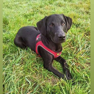 Hundetreffen-Begegnungstraining und Spiel-Bild