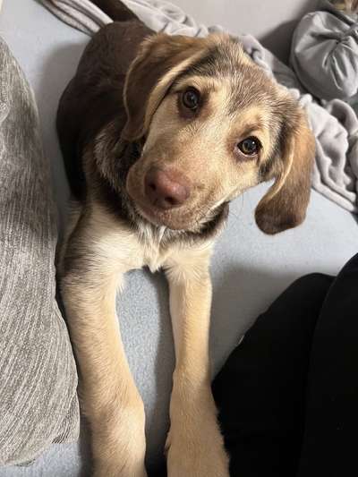 Hundetreffen-Spieltreffen mit unseren Welpen-Bild