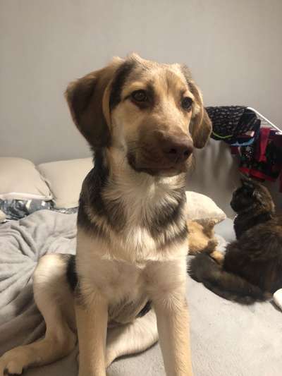 Mischlinge raten - Rätselspaß-Beitrag-Bild