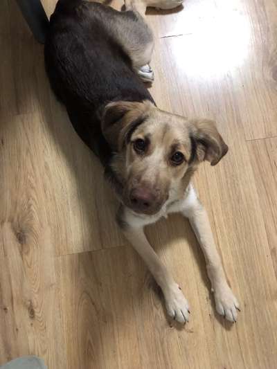 Schäferhund-Beitrag-Bild