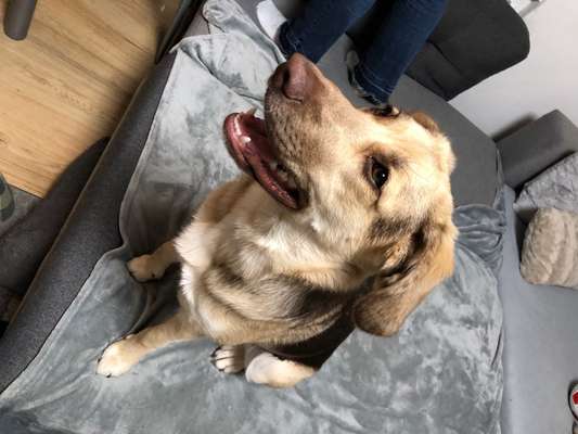 Mischlingshunde Foto Aufruf-Beitrag-Bild