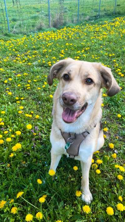 Auslandstierschutz-Beitrag-Bild