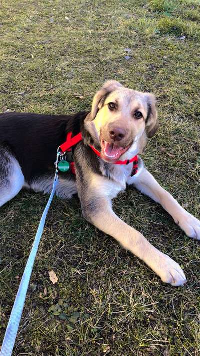 TierschutzhundeStammtisch🐕-Beitrag-Bild