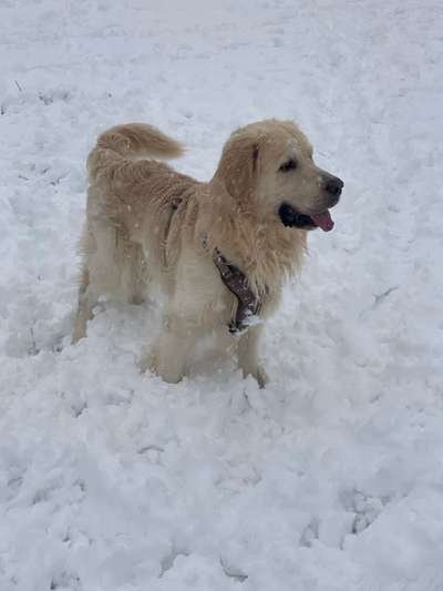 Golden Retriever-Beitrag-Bild