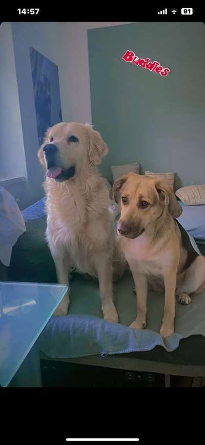 Wo sind die Golden Retriever Liebhaber?-Beitrag-Bild