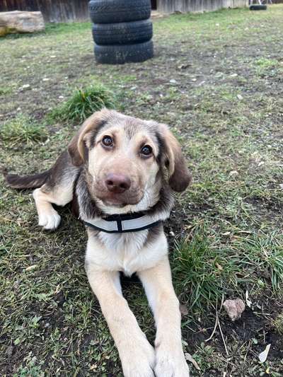 Mischlinge raten - Rätselspaß-Beitrag-Bild