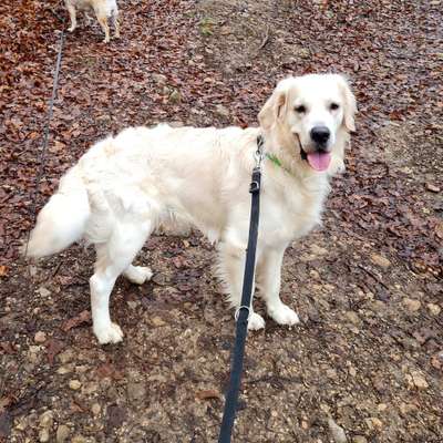 Wo sind die Golden Retriever Liebhaber?-Beitrag-Bild