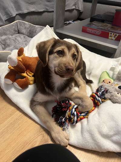 Als Welpen sind sie alle noch süßer-Beitrag-Bild