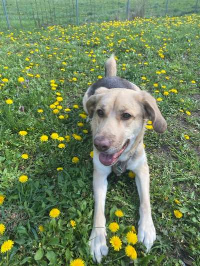 Mischlinge raten - Rätselspaß-Beitrag-Bild