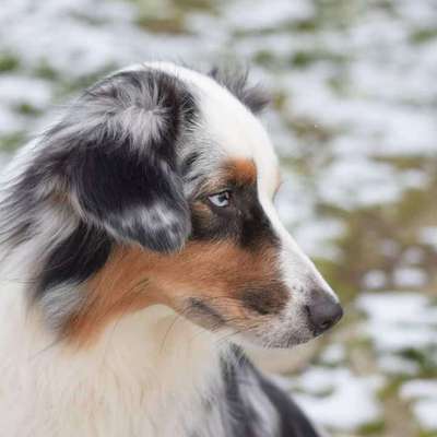 Wo sind die Aussies??-Beitrag-Bild