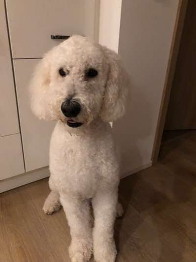 Goldendoodle-Beitrag-Bild