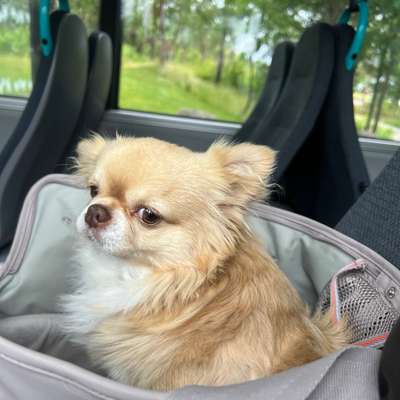 Hundetreffen-Kleine Hunde Spieltreff-Profilbild