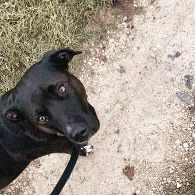 Hundetreffen-Spieleinheit mit Juna 😊-Bild