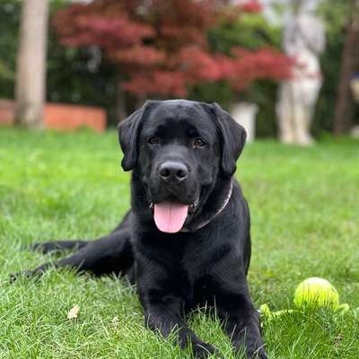 Hundetreffen-Gassirunde oder Treffen und spielen-Bild