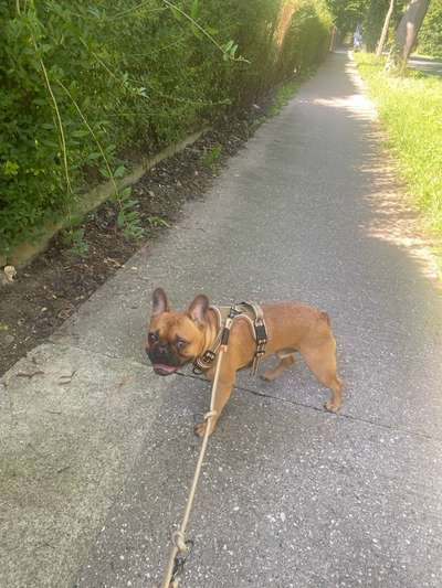 Hundetreffen-Spielen und toben :-)-Bild