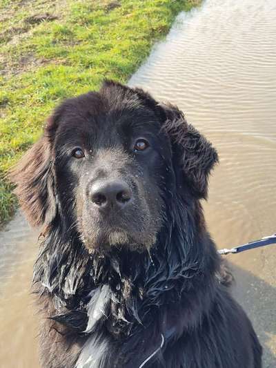 Seltene Rassen!-Beitrag-Bild