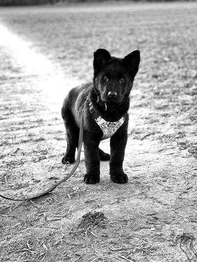 Foto-Challenge 76: Foto in Schwarz-Weiss-Beitrag-Bild