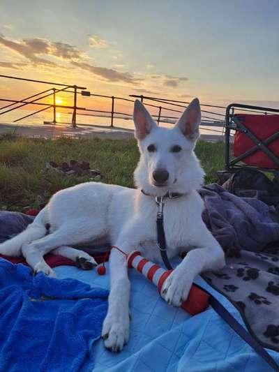 Hundetreffen-Gemeinsames Training-Bild