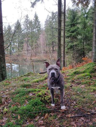 American Stafford Besitzer-Beitrag-Bild