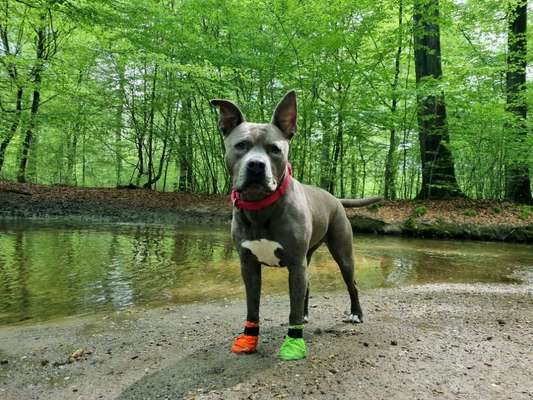 American Stafford Besitzer-Beitrag-Bild