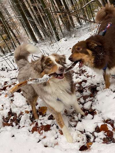 Hundetreffen-Hunde Training-Bild