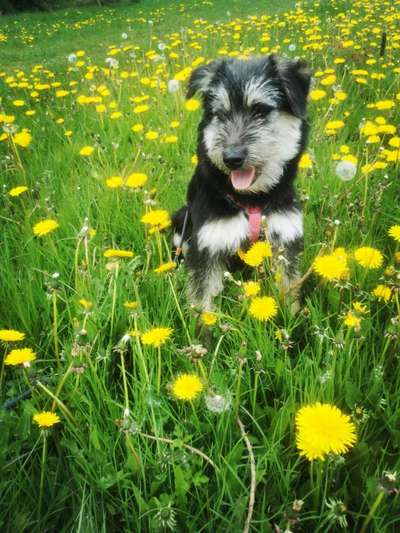 eure Junghunde 🐶🥰-Beitrag-Bild