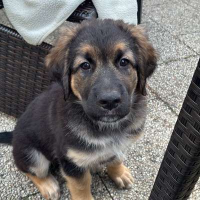 Hundetreffen-Welpen Freunde gesucht !-Bild