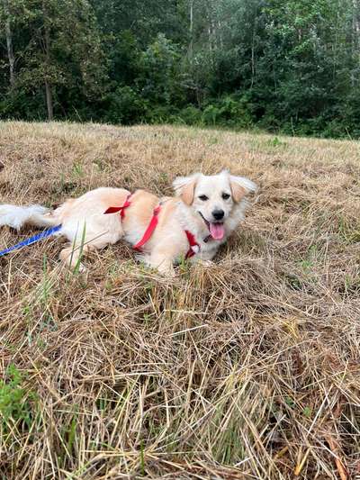 Hundetreffen-Gassi-Date in Bonn-Bild