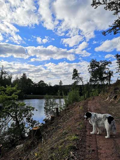 Die Dogorama Kalender Challenge 4/4-Beitrag-Bild