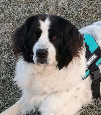 Landseer-Beitrag-Bild