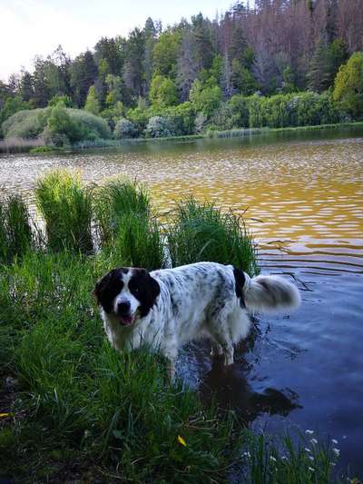 Die Dogorama Monats Challenge "Es grünt und blüht"-Beitrag-Bild
