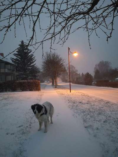 Die Dogorama Kalender Challenge Teil 2/4-Beitrag-Bild