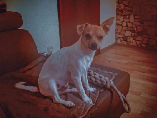 Welpen Bilder !-Beitrag-Bild