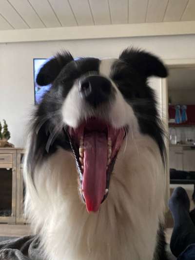 Fotochallenge Nr. 59 - Mein Hund zeigt die Zunge-Beitrag-Bild