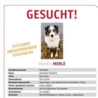 Suchmeldung-Merle-Bild