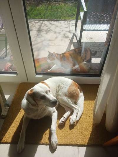 Mischlinge raten - Rätselspaß-Beitrag-Bild