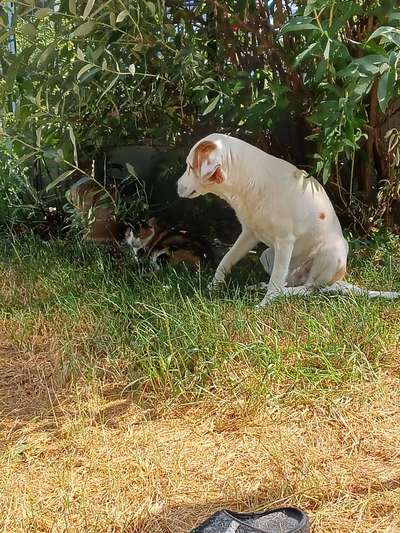 Mischlinge raten - Rätselspaß-Beitrag-Bild