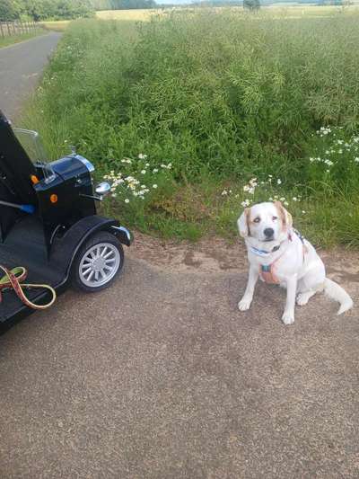 Wie kamst du zu deinem Hund?-Beitrag-Bild